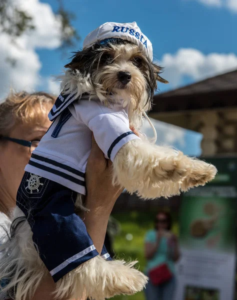 DogSurfParty 2019 — Stock Photo, Image