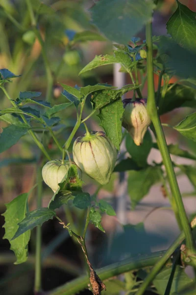 Tomatillos hanging from the plant