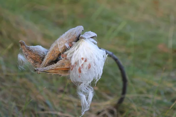 Seeds from a Common Milkweed (Asclepias) releasing from the pods