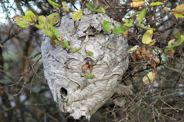 Gran Nido Avispones Colgando Una Rama Árbol Imágenes de stock libres de derechos