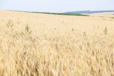 Seçici odaklı ve mavi gökyüzü olan güneşli buğday tarlası