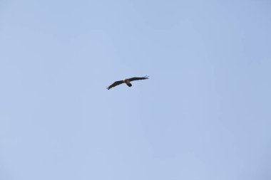 Kahverengi Kafkas Kartalı mavi gökyüzünde uçuyor