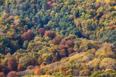 Sonbaharda bir ormanın tepesinden bak. 