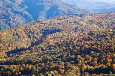 Sonbaharda sarı ormanlarla kaplı bir vadi. 