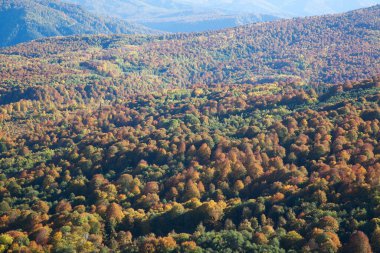 Sonbaharda sarı ormanlarla kaplı tepeler 