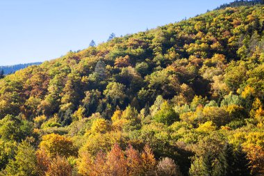 Sonbaharda mavi gökyüzü ile dağ ormanı