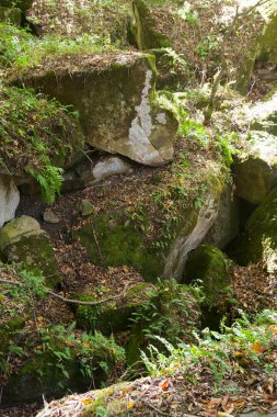 Dolmen taşları ormandaki yosun ve eğreltiotlarıyla kaplıdır. 