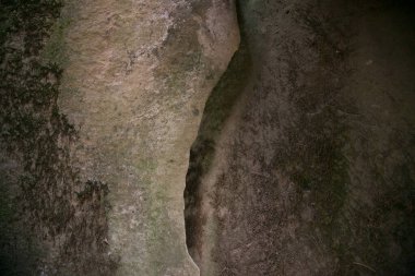 Bir kayanın içinde yosun ve seçici bir odak ile çatlak