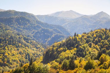 Sonbaharda mavi gökyüzü ile kaplı sarı ormanlarla kaplı tepeler