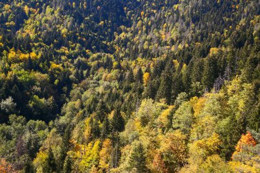 Sonbaharda ormanın tepesinden manzara 