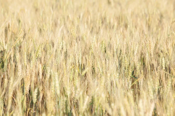 Sonnenbeleuchtetes Weizenfeld Bereit Für Die Ernte Mit Selektivem Fokus — Stockfoto