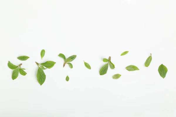 Bunch of fresh green mint leaves on white background