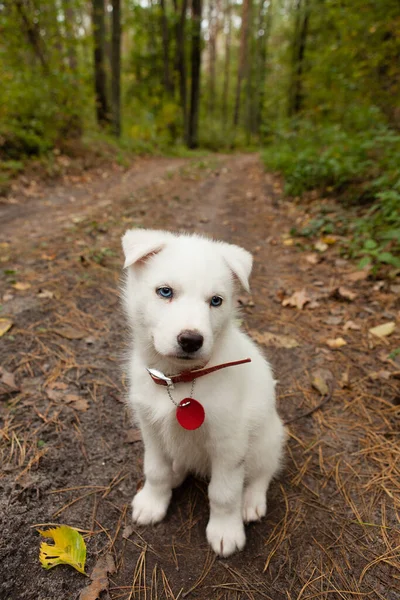 Liten Husky Valp Ensam Skogen — Stockfoto