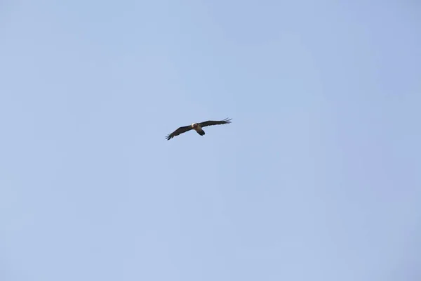 Brauner Kaukasus Adler Fliegt Blauen Himmel — Stockfoto
