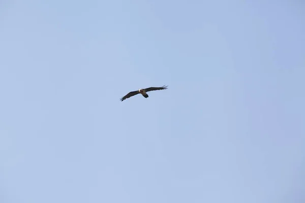 Bruine Kaukasus Adelaar Vliegen Blauwe Lucht — Stockfoto