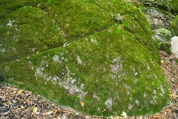 Muschio Verde Grande Roccia Con Focus Selettivo — Foto Stock