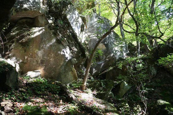 Ruinas Dolmen Cubiertas Musgo Bosque —  Fotos de Stock