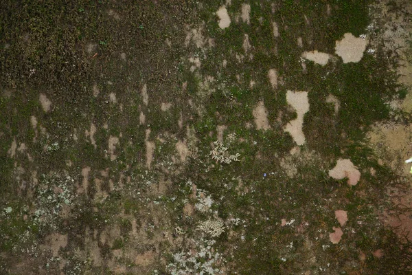 Seçici Odaklı Eski Bir Kayanın Üzerinde Yeşil Yosun — Stok fotoğraf