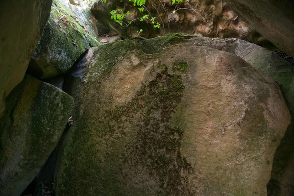 Roche Intérieur Une Grotte Avec Plante Verte Foyer Sélectif — Photo