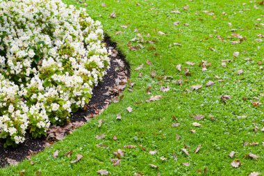 Beyaz çiçekli ve yeşil çimenli