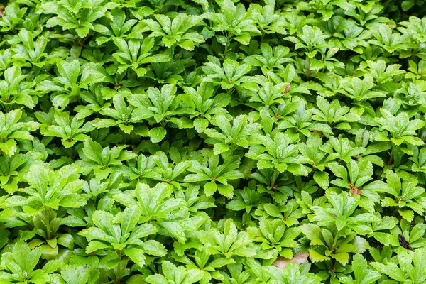 Viele Grüne Buschblätter Mit Wassertropfen — Stockfoto