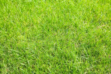 Seçici odaklı güneşli yeşil çimlerin yakınlaştırılması
