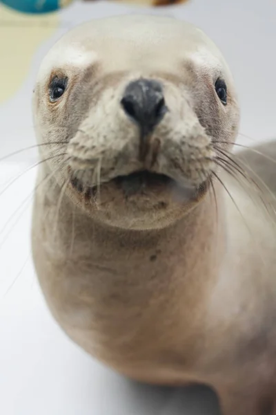 Closeup Portrait Stuffed Fur Seal Selective Focus — Stock Photo, Image