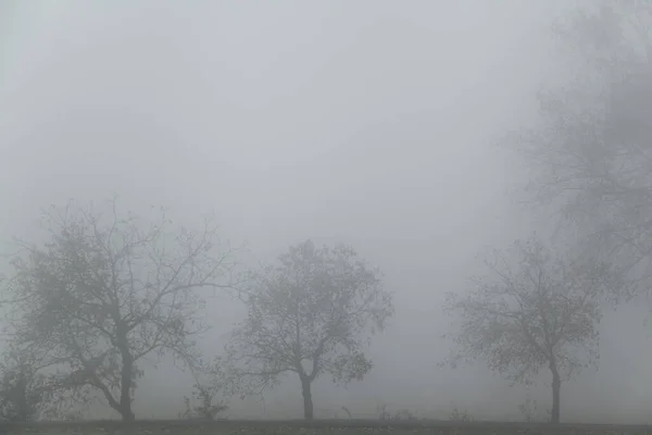 濃い霧の中でいくつかの木 — ストック写真
