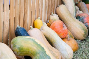 Bir sürü balkabağı ve kabak seçici odaklı tahta çitin yanında.