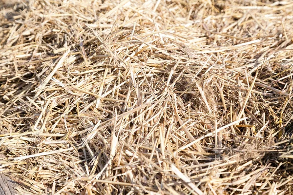 選択的焦点で乾燥した藁の干し草の山の閉鎖 — ストック写真