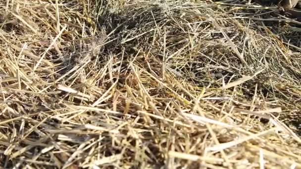陽射しの当たる干し草の山の閉鎖 — ストック動画