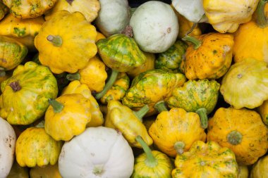 Seçici odaklı bir grup farklı kabak