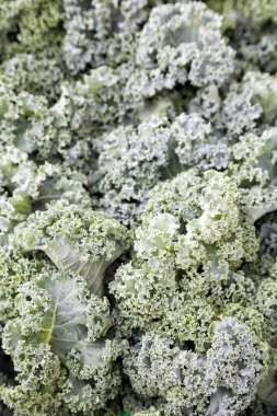 Seçici odaklı yeşil taze marul.