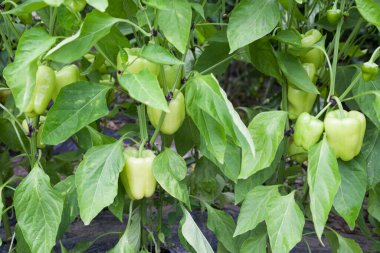 Odaklı çalılıklarda yetişen tatlı yeşil biber.