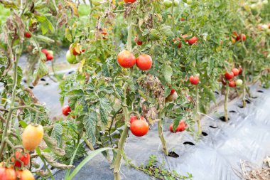 Seçici bir odak ile olgun domateslerin çalılıklarda yakın plan çekimi