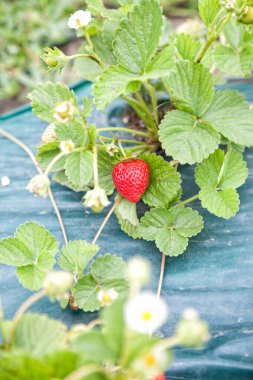 Çalının üzerinde yetişen olgun çilek seçici bir odak ile film kaplıdır.