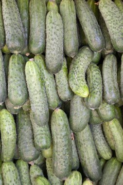 Seçici odaklı yeni toplanmış salatalıklar.