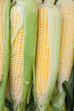 Kabuklu taze mısır koçanı.