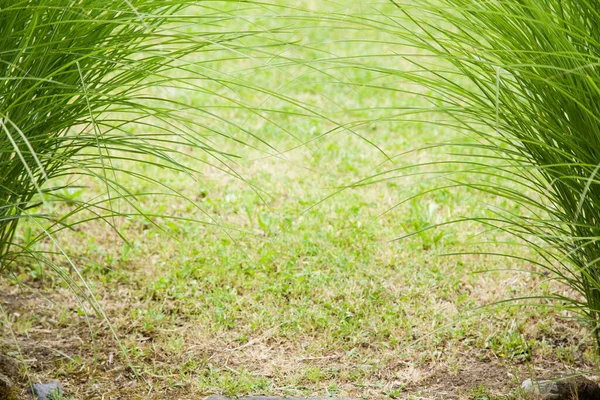 Närbild Långa Gröna Gräs Stjälkar Korsning Med Kopia Utrymme — Stockfoto