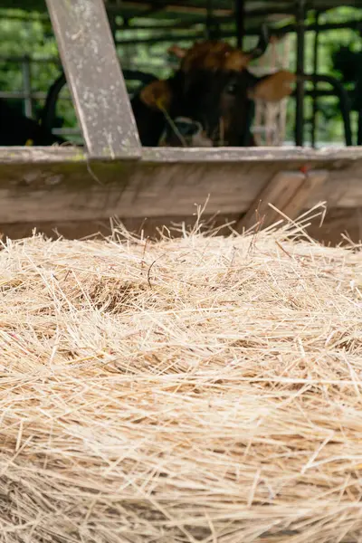 Closeup Hay Stack Blurred Cow Stable — Stock Photo, Image