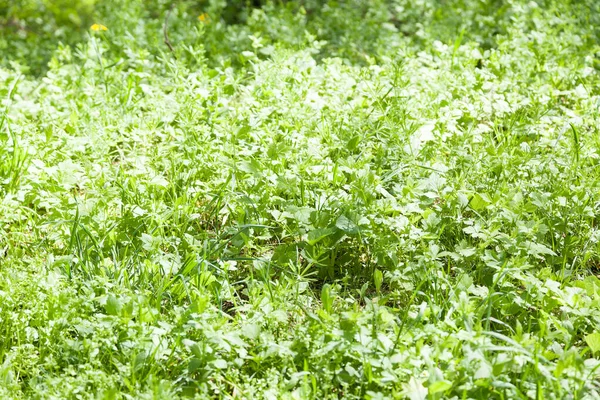 Solbelyst Grönt Gräs Och Växter Blommar Våren Med Selektivt Fokus — Stockfoto