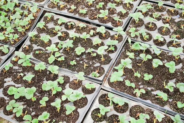 Bando Pequenas Mudas Morango Para Plantio Com Foco Seletivo — Fotografia de Stock