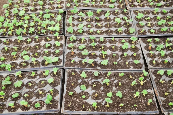 Bando Pequenas Mudas Morango Para Plantio Com Foco Seletivo — Fotografia de Stock