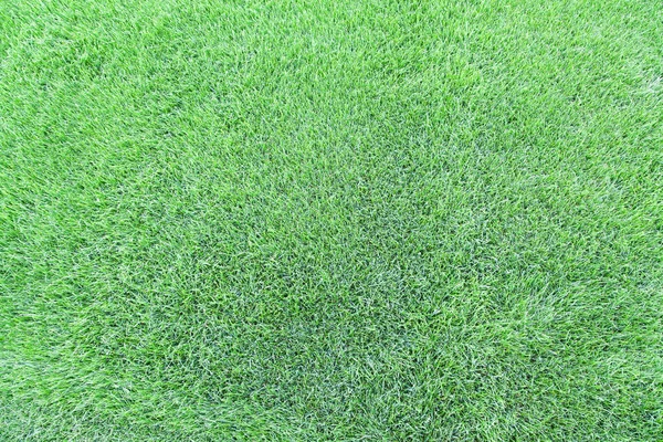 Green cut grass lawn background with selective focus