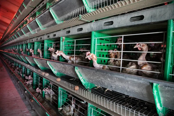 stock image Hens looking out of cages with selective focus