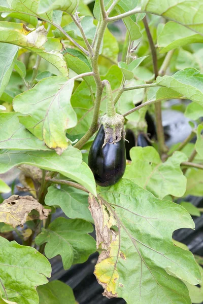 Organic Eggplant Growing Bush Selective Focus — Stock Photo, Image