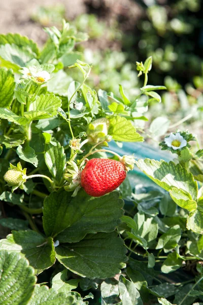 Fraise Mûre Poussant Sur Buisson Avec Une Concentration Sélective — Photo