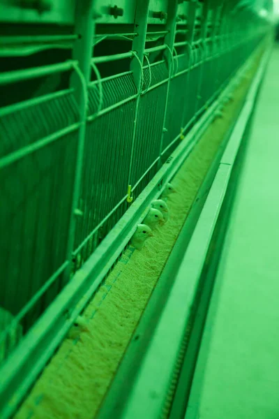 Yavru Civcivler Yeşil Işıkta Kafeslerinden Dışarı Bakar Seçici Odaklı — Stok fotoğraf