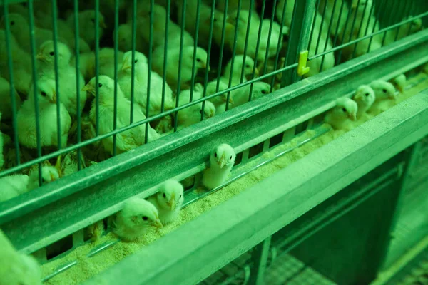 Baby Chicks Looking Out Cage Green Light Selective Focus — Stock Photo, Image