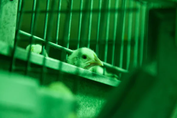 Baby Chick Looking Out Cage Green Light Selective Focus — Stock Photo, Image